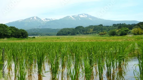 快晴の山(鳥海山)をのぞむ・田植え後の水田 