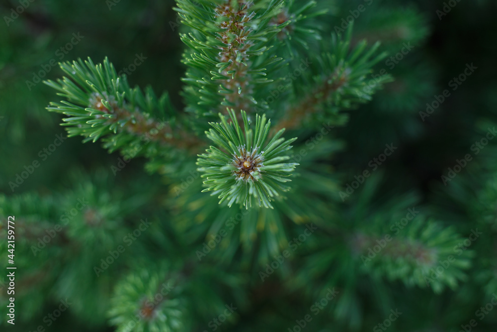 Selective focus, top view of green spruce branch. Close up of fir tree branch with blurred background. Concept of nature background or forest Selective focus, top view of green spruce branch. Close up of fir tree branch with blurred background. Concept of nature background or forest