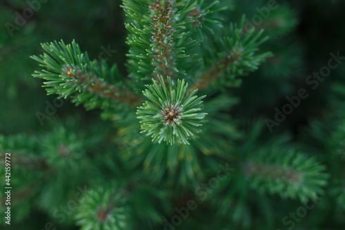 Selective focus, top view of green spruce branch. Close up of fir tree branch with blurred background. Concept of nature background or forest