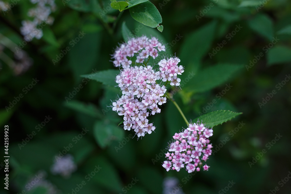 Selective focus, close up of pink garden flowers growing on flowerbed. Top view of blooming flowers with blurred background with green leaves. Concept of home gardening or foliage backgrounds Selective focus, close up of pink garden flowers growing on flowerbed. Top view of blooming flowers with blurred background with green leaves. Concept of home gardening or foliage backgrounds