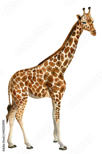Giraffe watercolor illustration, white background. African animals