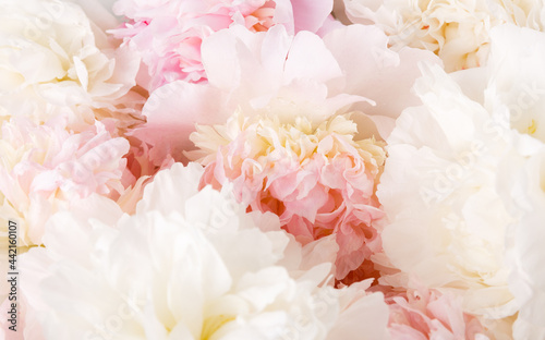 Fototapeta Naklejka Na Ścianę i Meble -  Unfocused blur rose petals, abstract romance background, pastel and soft flower card
