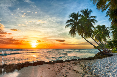 Fototapeta Naklejka Na Ścianę i Meble -  Beautiful vivid sunset over the coco palm in Barbados