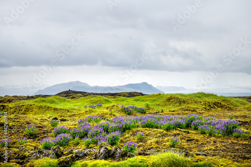Colorful purple lupine lupin flowers in south Dyralaekjasker Iceland and cloudy overcast sky over landscape in summer photo