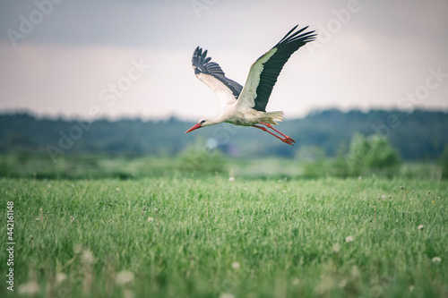 Canvas Print A beautiful stork hovers over a green meadow.