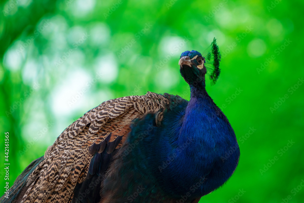 Obraz premium Wild african life. Close up of the cute peacock ( brightly bird) on a blur background