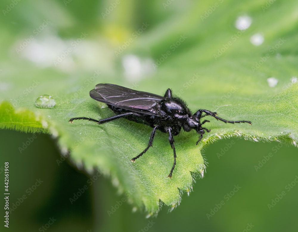 Black march fly on a grean leaf Black march fly on a grean leaf