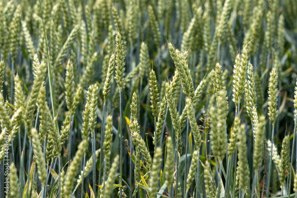 Close-up of green field of cereal spikes on summer day Close-up of green field of cereal spikes on summer day