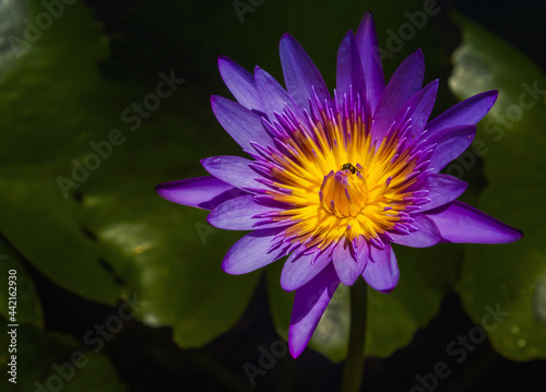 Blue lotus or water lily with green leaves in the pond