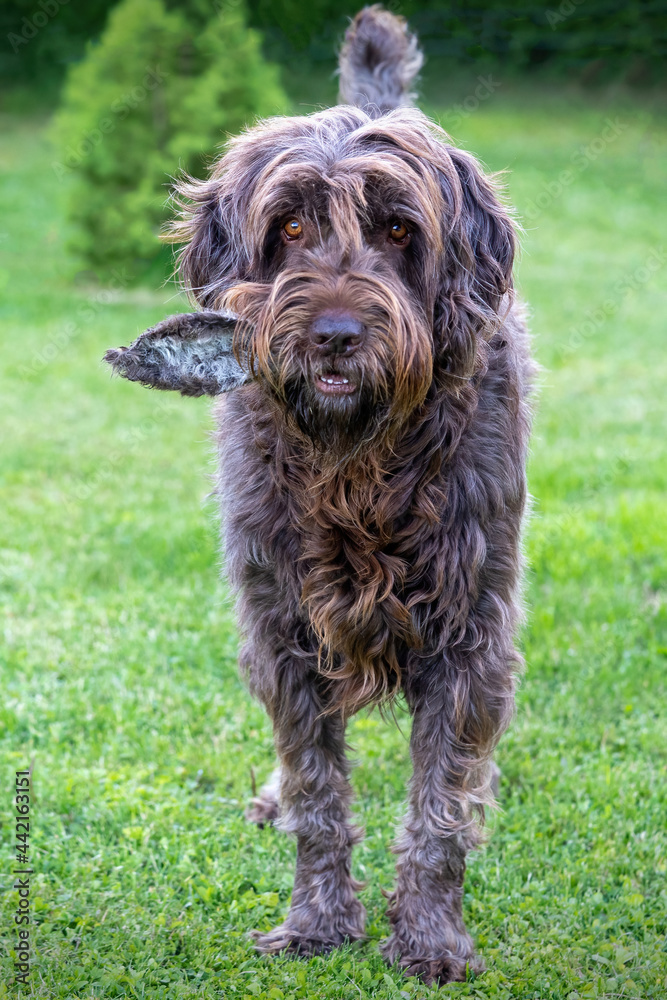 a dog with a ear from a red deer as a reward after the hunt of a red deer a dog with a ear from a red deer as a reward after the hunt of a red deer