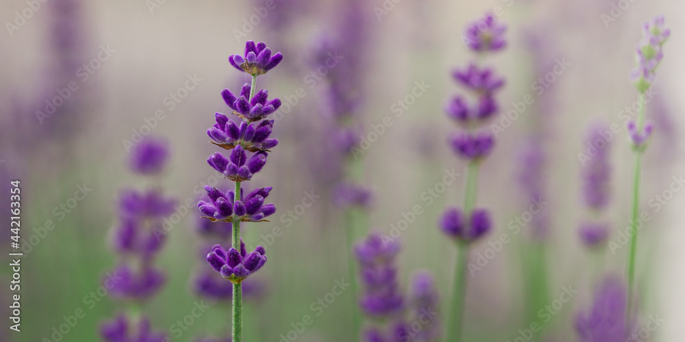 Naklejka premium Lawender flowers