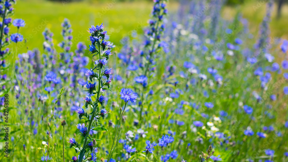 Fototapeta premium Echium vulgare. beautiful wildflowers. blue flowers, summer floral background. close-up. bokeh. beautiful nature. blooming meadow in sunny weather