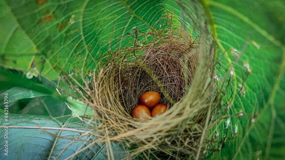 nest with eggs nest with eggs