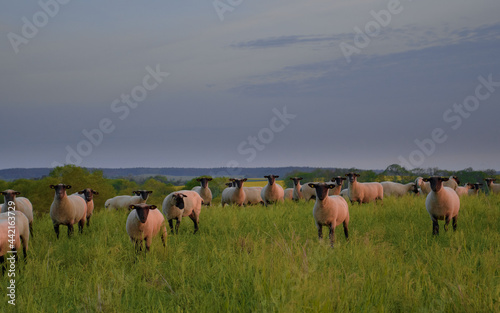 Fototapeta Naklejka Na Ścianę i Meble -  Schafe bei Sonnenaufgang