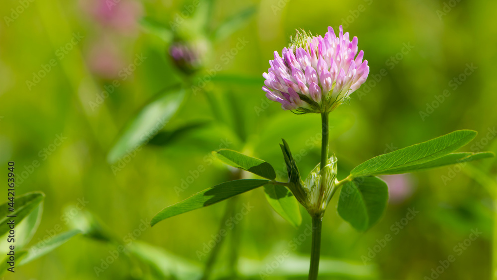 Red Clover, Trifolium pratense, in a typical meadow environment. delicate flower, on a light green natural background. macro nature. wild flower. pink clover, flower in the field. close-up Red Clover, Trifolium pratense, in a typical meadow environment. delicate flower, on a light green natural background. macro nature. wild flower. pink clover, flower in the field. close-up
