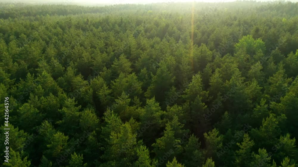 Tree tops against sunny sky. Pine forest is a natural resource. 