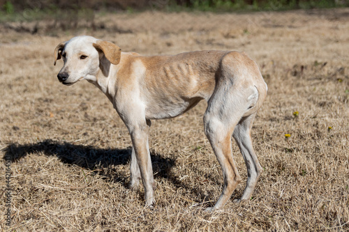 Poor and skinny street dog