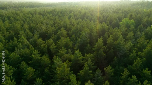 Tree tops against sunny sky. Pine forest is a natural resource. 