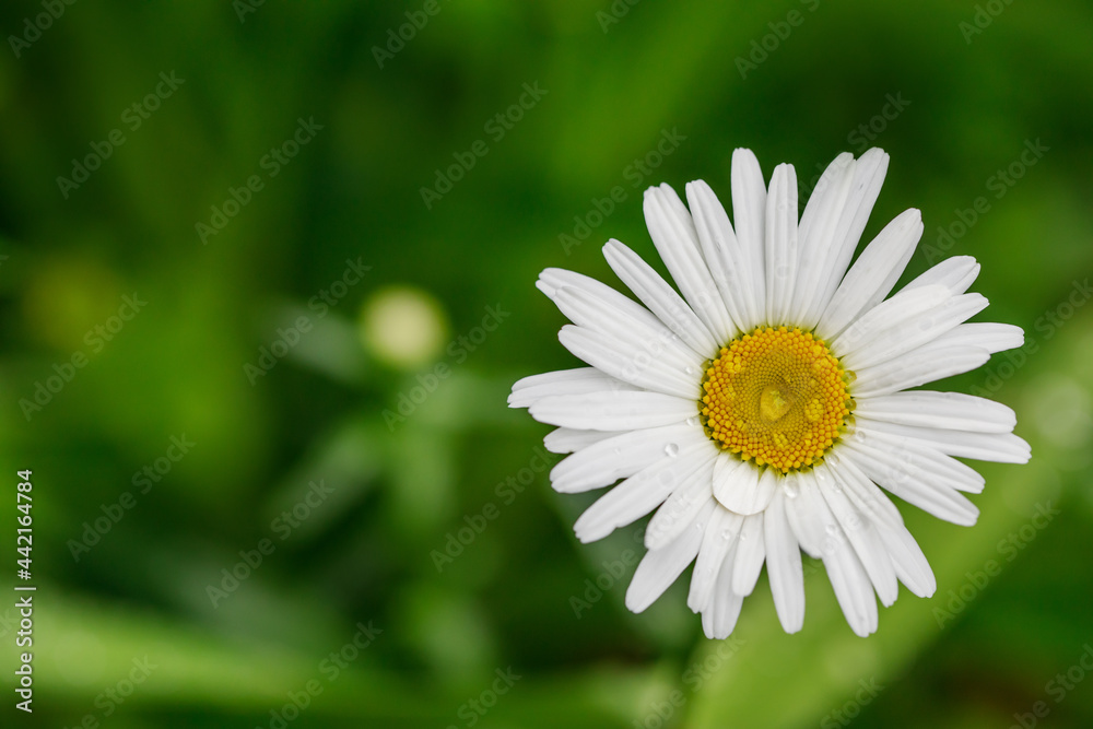 Large chamomile flower with raindrops on the petals. Postcard with a place for an inscription. Large chamomile flower with raindrops on the petals. Postcard with a place for an inscription.