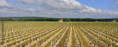 Panoramique les vignes de Boisgibault à Tracy-sur-Loire (58150), département de la Nièvre en région Bourgogne-Franche-Comté, France