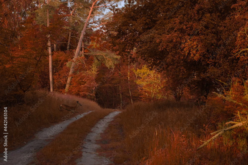 Obraz premium Reh Springt über eine Straße im Wald