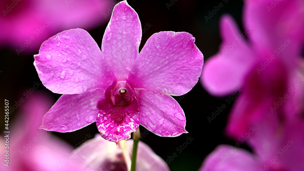 purple orchid flowers on a dark background purple orchid flowers on a dark background