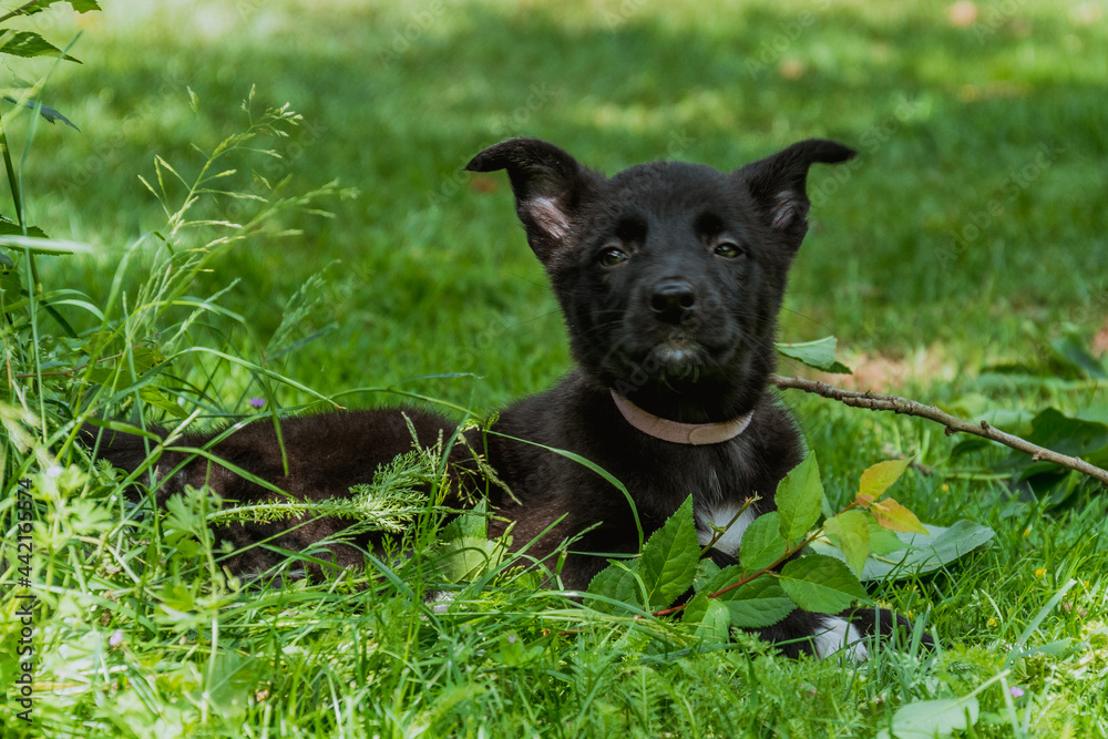 shepherd puppy in the grass