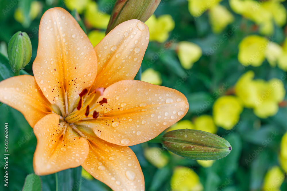Fototapeta premium Large orange lily flower with raindrops on the petals. Summer nature photo.
