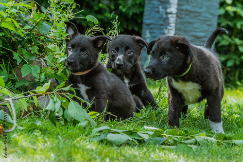 three shepherd puppies in the grass