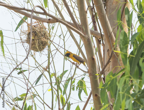 Asian golden weaver