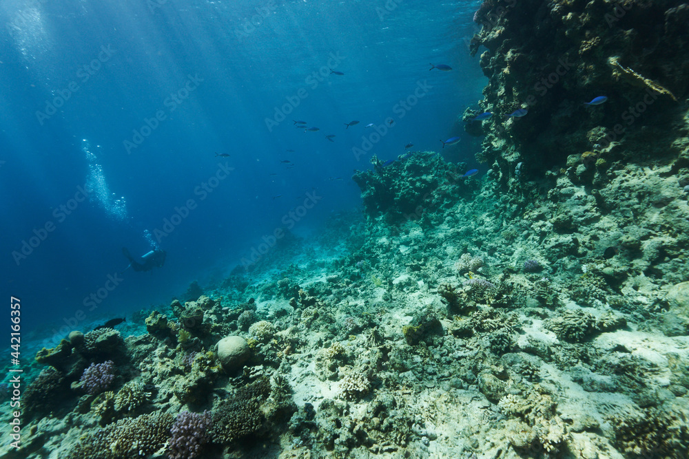 coral reef and diver