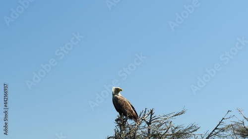 青空・止まり木に留まる鳥(猛禽・オジロワシ)