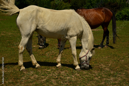 Biały koń #442167360