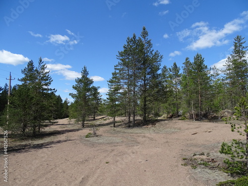 Pine trees on sand dunes on a sunny summer day, beautiful landscape 