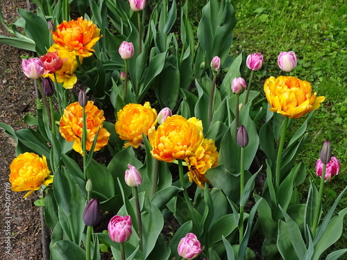 Beautiful flower bed with colorful tulips, summer 