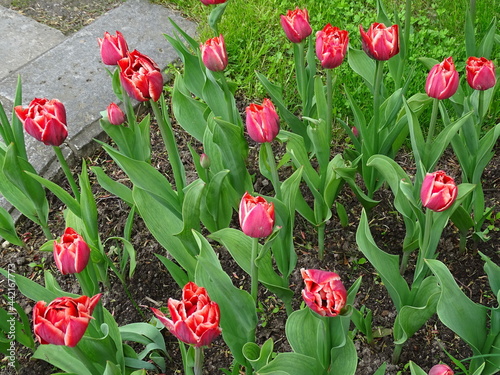 Bright beautiful tulips on a flower bed in the garden 