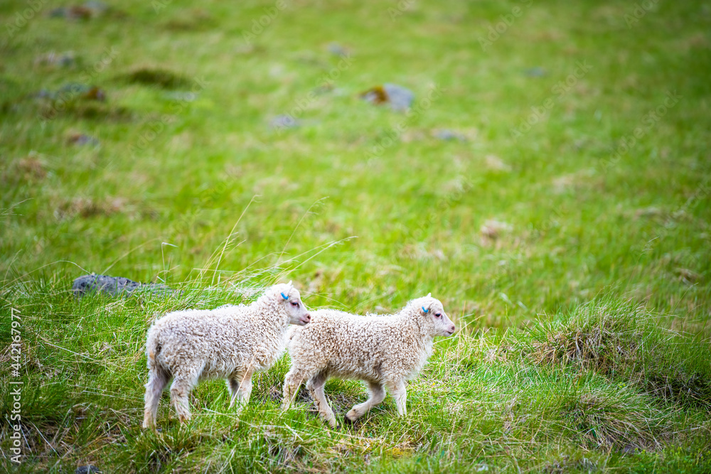 Obraz premium Two young baby white lamb Icelandic sheep standing on green grass pasture grazing eating at farm field in east Iceland