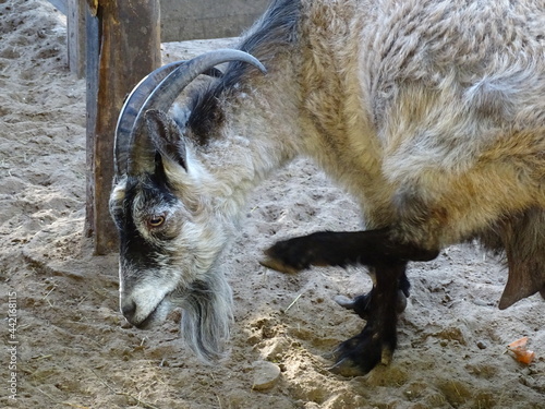 Goat in a wooden paddock, head close up 