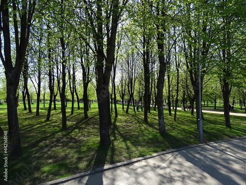 Summer forest on a sunny day, beautiful landscape 