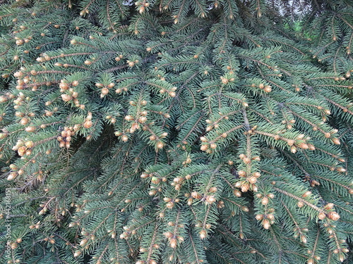 Vetki goluboy yeli so svezhimi vesennimi rostkami
47 / 5000
Результаты перевода
Blue spruce branches with fresh spring sprouts 