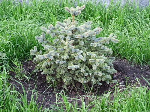 Small varietal spruce or fir on a green lawn, landscape design 