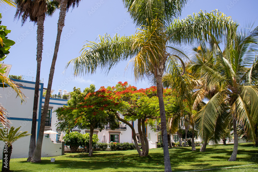 Garden with green grass, palm trees and a flamboyant in bloom in the town of Mogán, Gran Canaria.