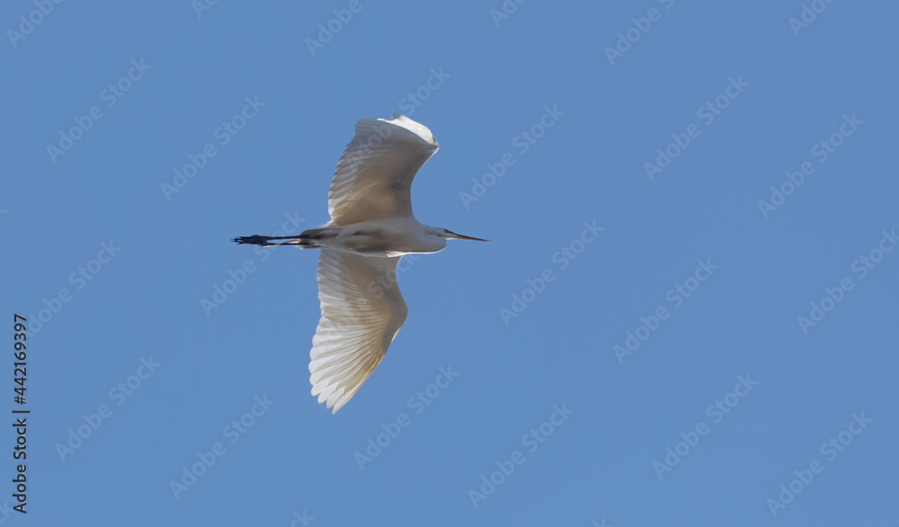 Obraz premium White heron in flight, on a background of blue sky, bottom view.