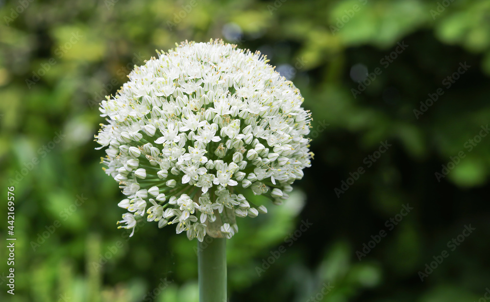 closeup of one isolated white flower (allium cepa) of common onion, blurred green german garden background closeup of one isolated white flower (allium cepa) of common onion, blurred green german garden background
