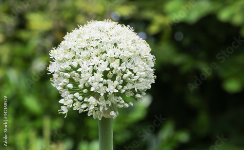 closeup of one isolated white flower (allium cepa) of common onion, blurred green german garden background