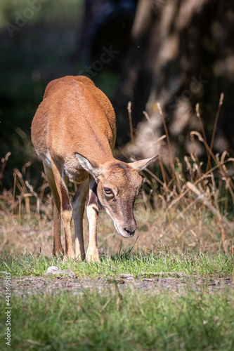 deer in the woods