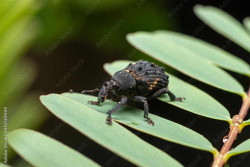 Obraz premium Mango Seed Weevil walking on leafs