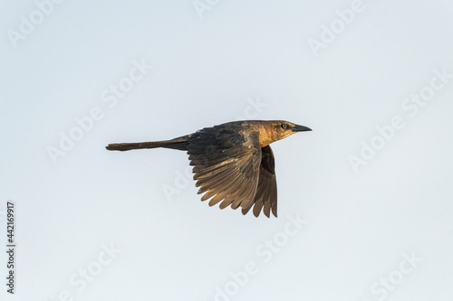 Great-tailed Grackle Quiscalus mexicanus Female in Flight