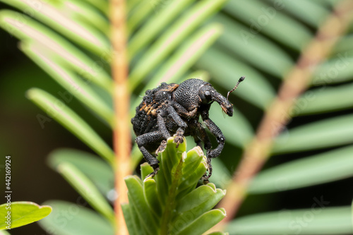 Mango Seed Weevil sitting on a green plant