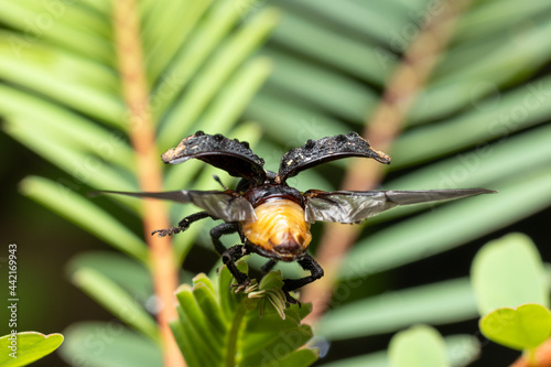 Mango Seed Weevil ready to fly stock photo